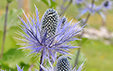 Eryngium alpinum