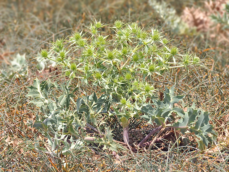 Eryngium campestre