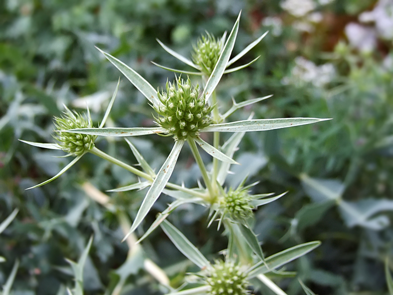 Eryngium campestre