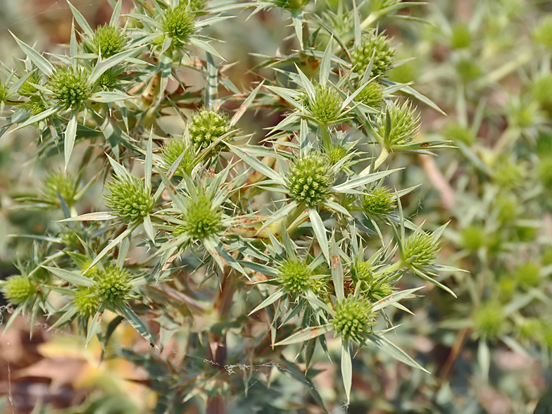 Eryngium campestre