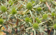 Eryngium campestre