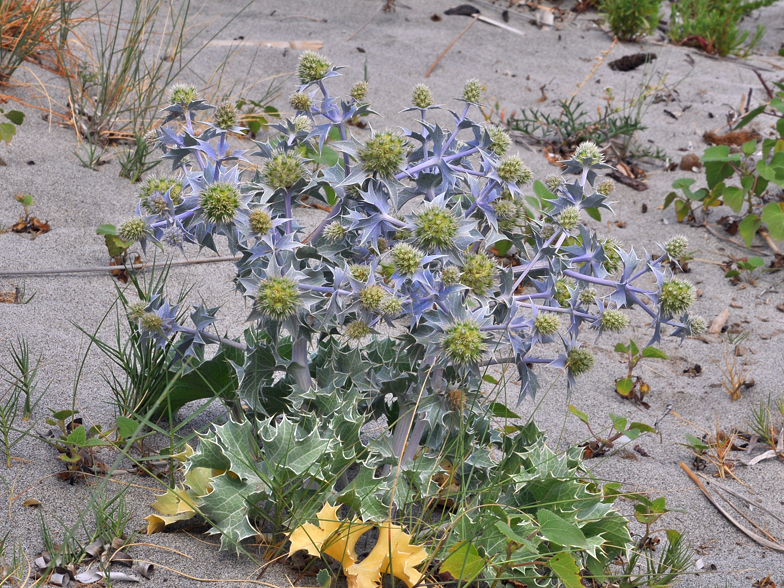 Eryngium maritimum