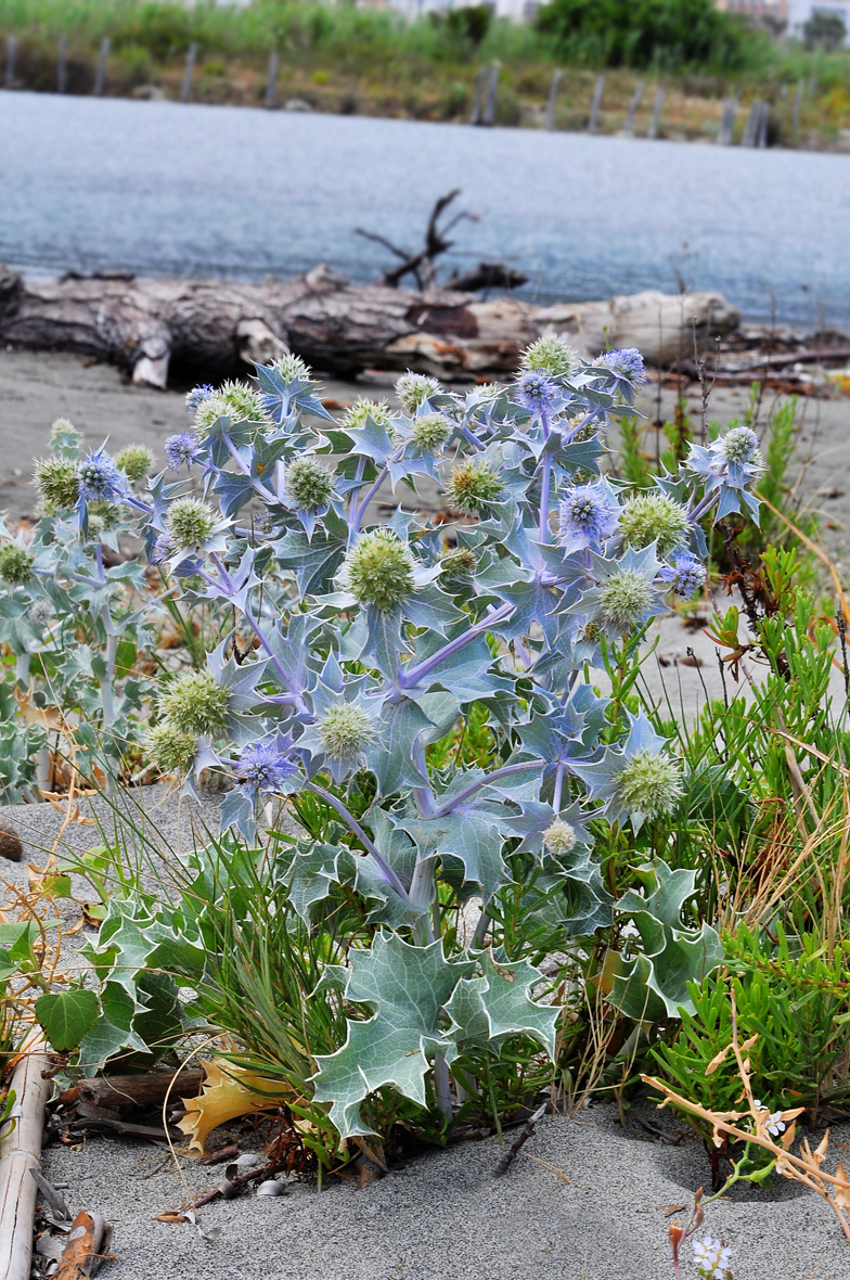 Eryngium maritimum