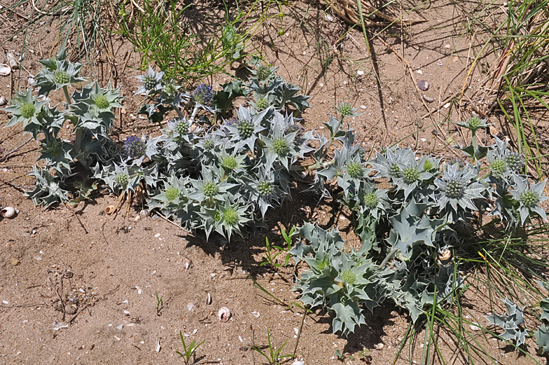 Eryngium maritimum