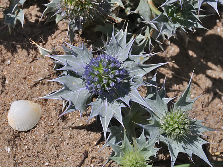 Eryngium maritimum