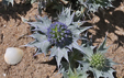 Eryngium maritimum