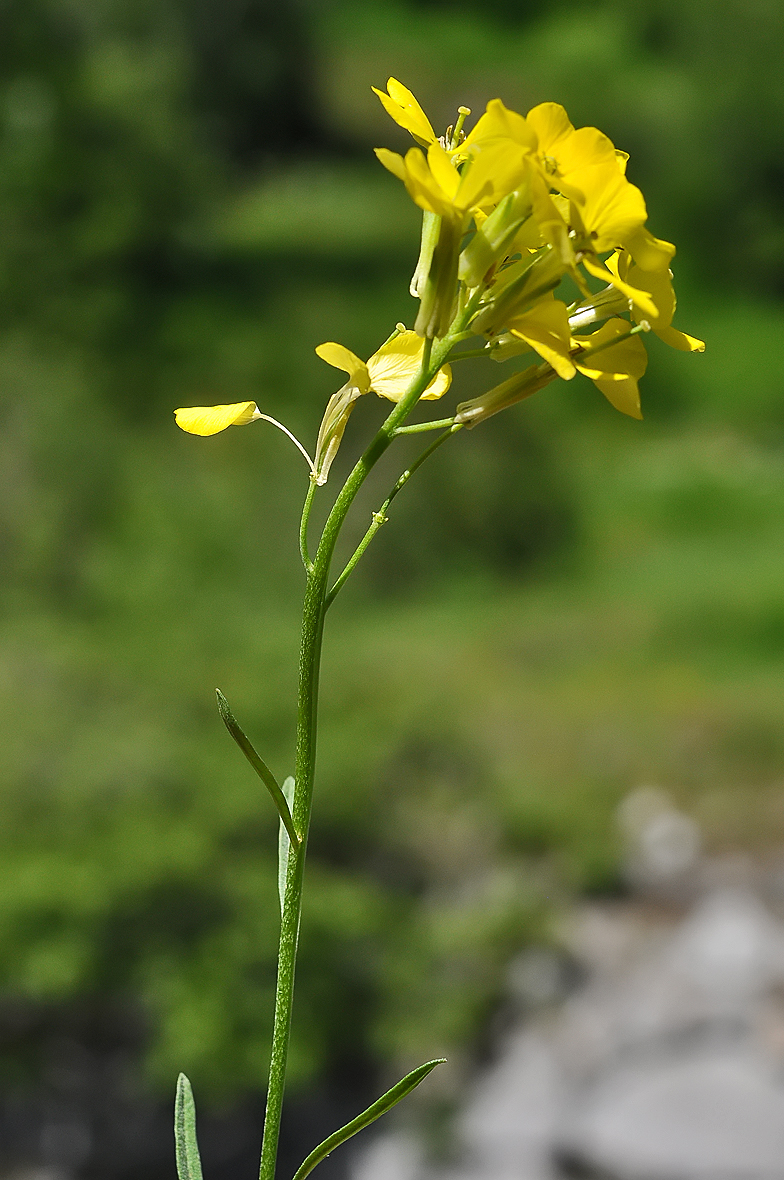 Erysimum rhaeticum