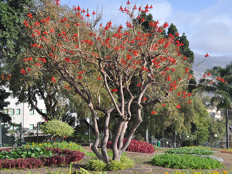 Erythrina speciosa