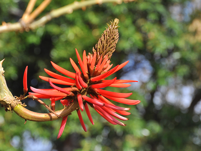 Erythrina speciosa