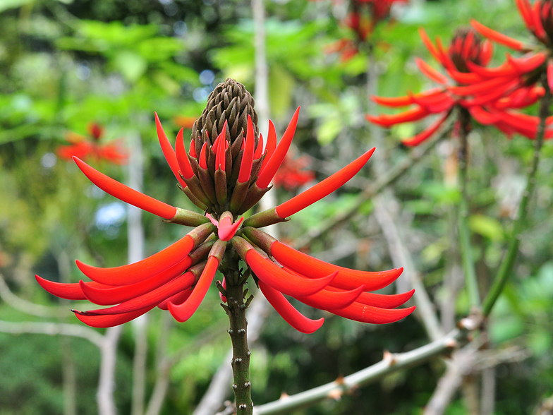 Erythrina speciosa