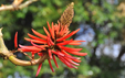 Erythrina speciosa