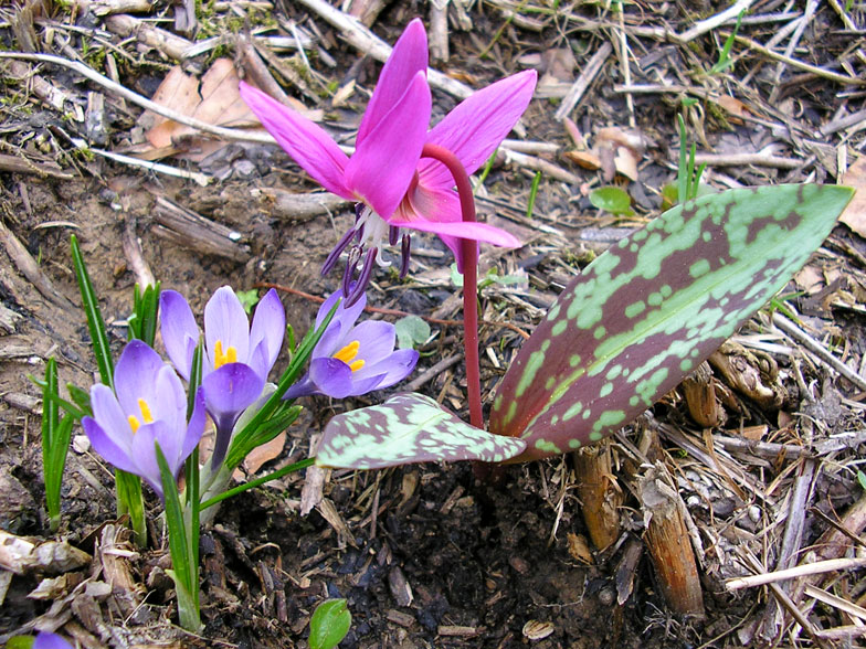 Erythronium dens canis