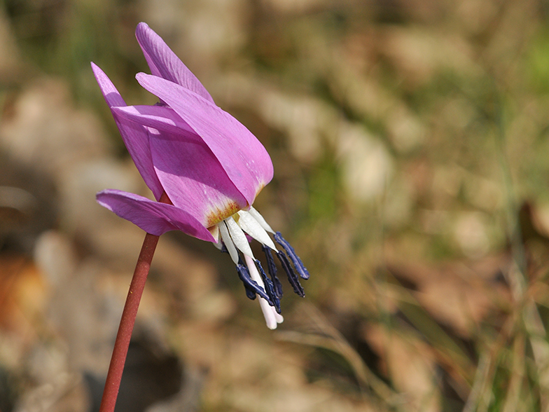 Erythronium dens canis