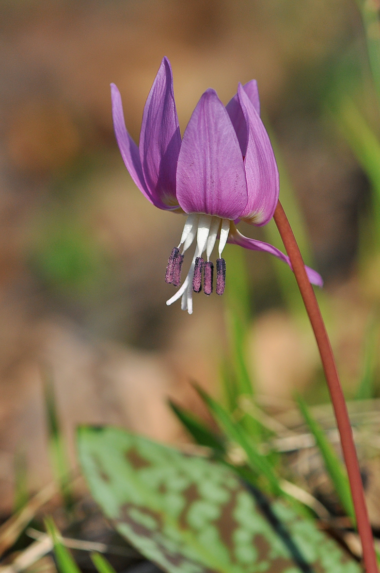 Erythronium dens canis