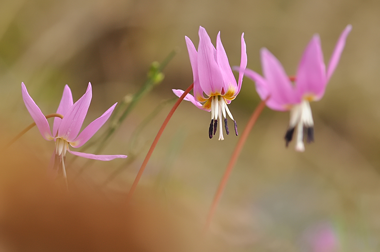 Erythronium dens canis