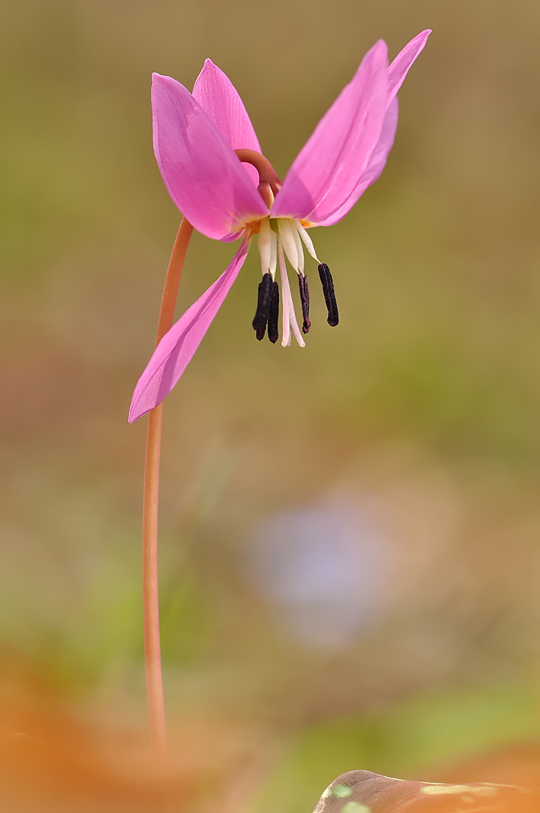 Erythronium dens canis