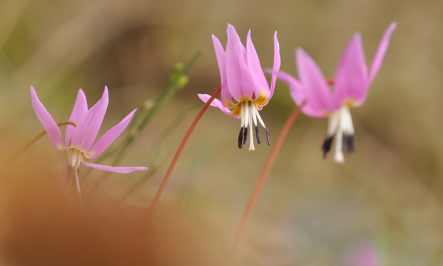 Erythronium dens canis