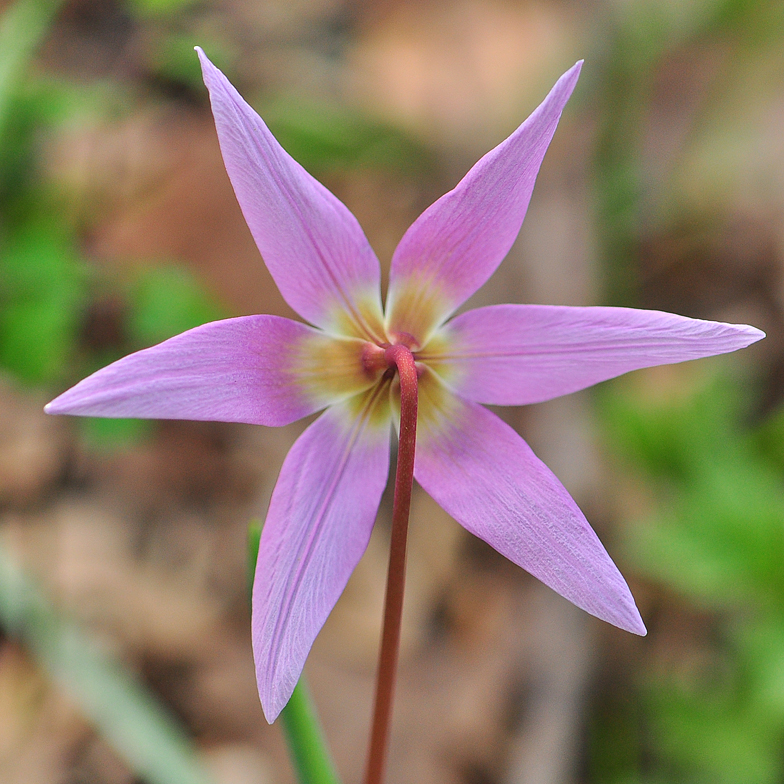 Erythronium dens canis