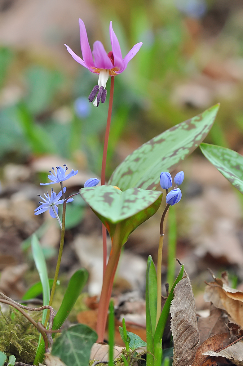 Erythronium dens canis