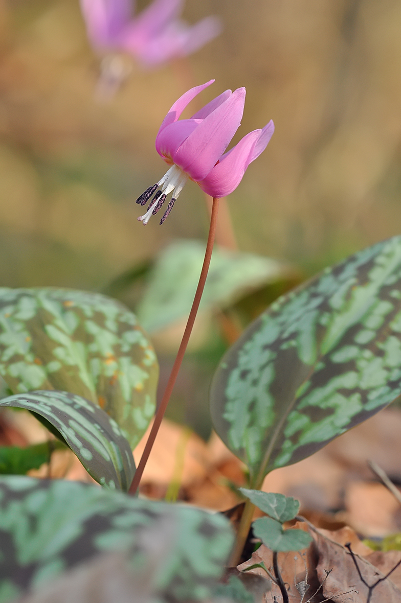 Erythronium dens canis