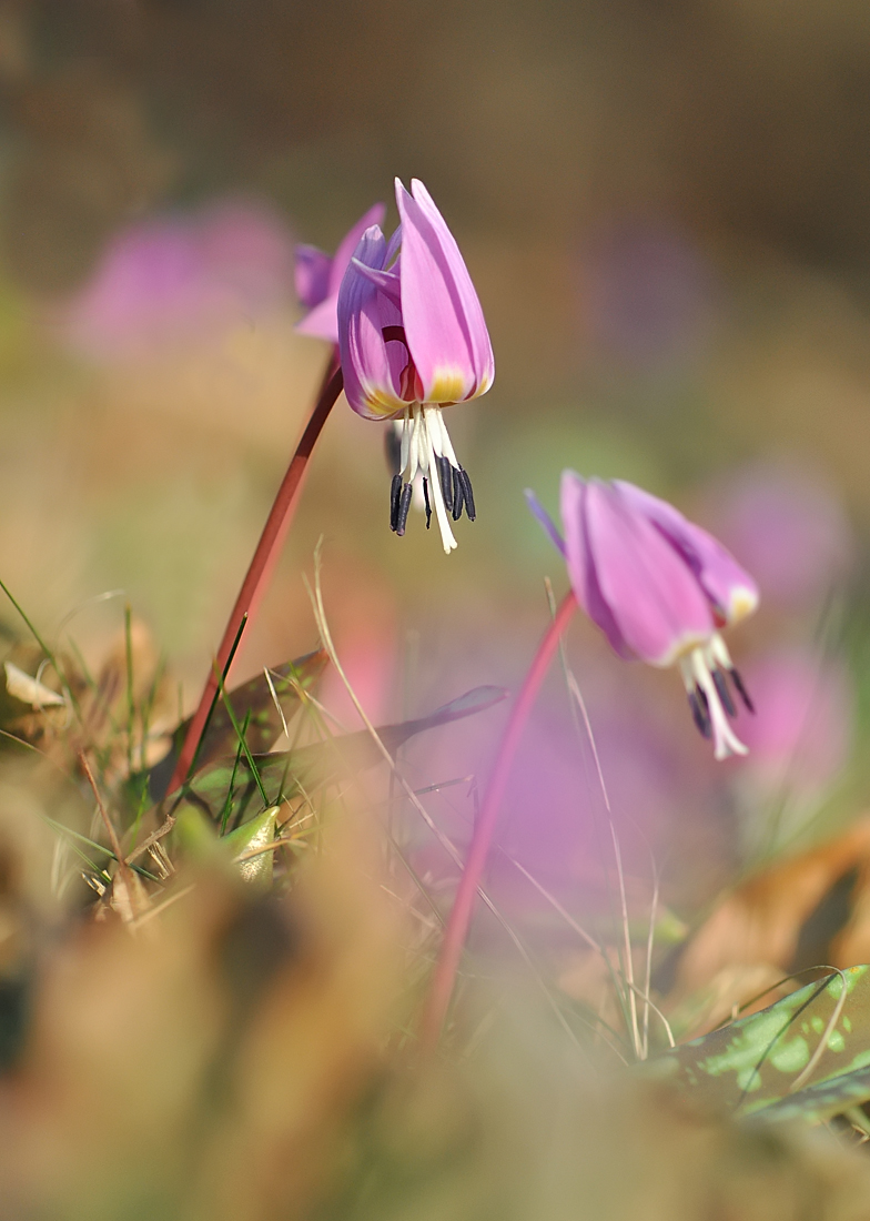 Erythronium dens canis 2022