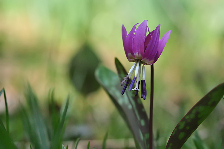 Erythronium dens canis