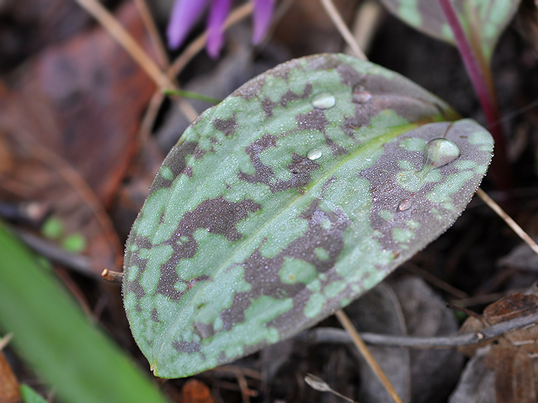 Erythronium feuille