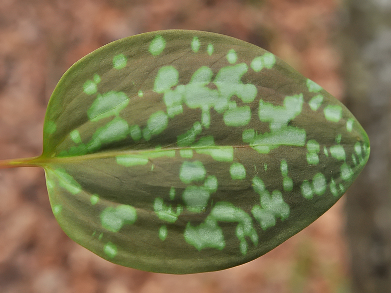 Erythronium dens canis