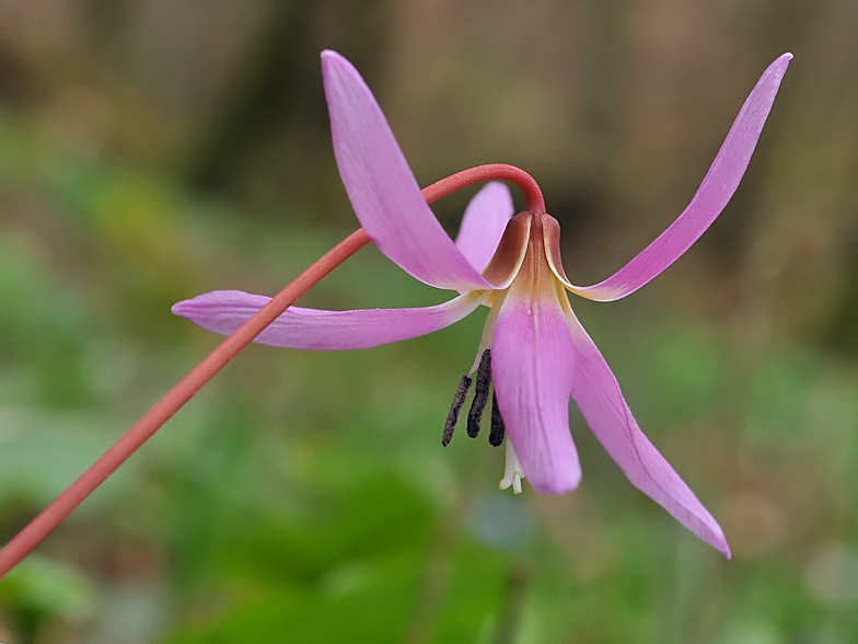 Erythronium dens canis