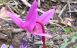 Erythronium dens canis