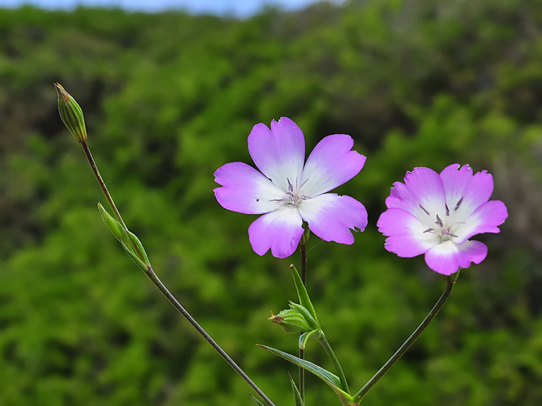 Eudianthe coeli-rosa