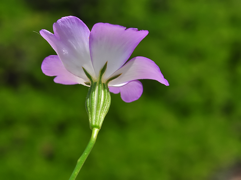 Eudianthe coeli-rosa