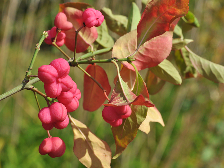 Euonymus europaeus