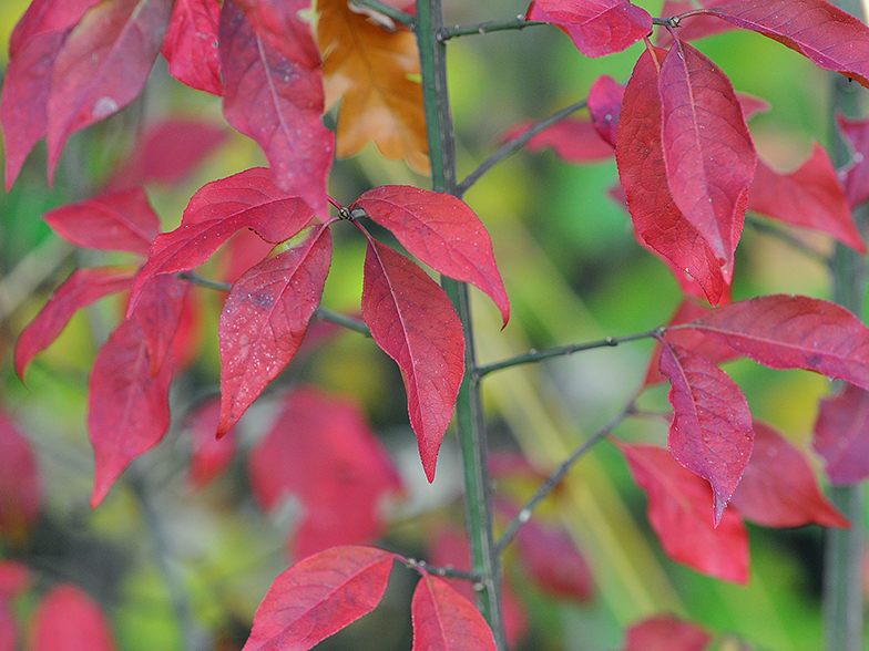 Euonymus europaeus