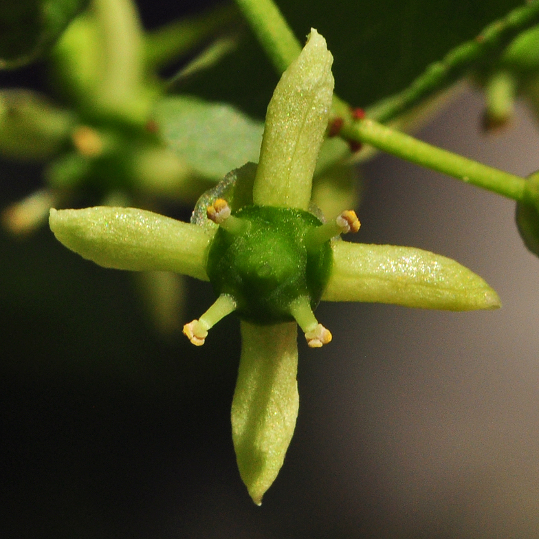 Euonymus europaeus