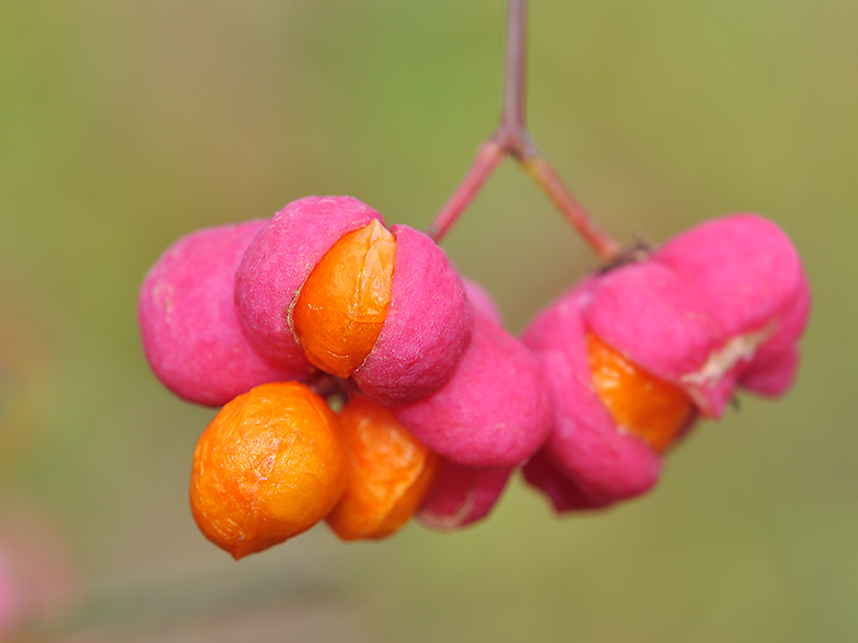 Euonymus europaeus graines