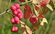 Euonymus europaeus