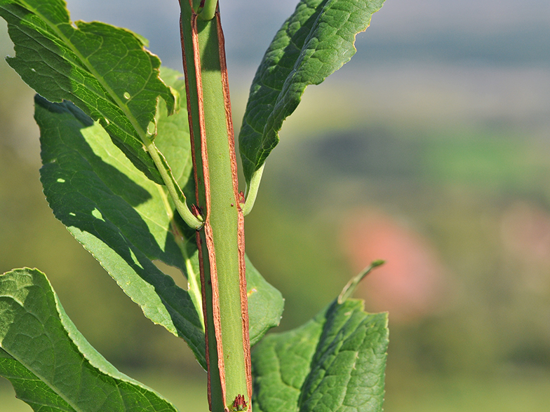 Euonymus europaeus