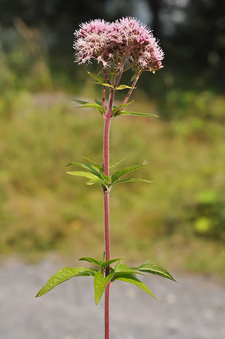 Eupatoria cannabinum