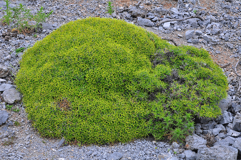 Euphorbia acanthothamnos