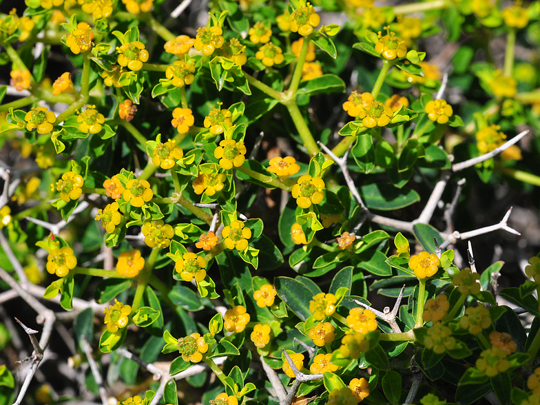 Euphorbia acanthothamnos