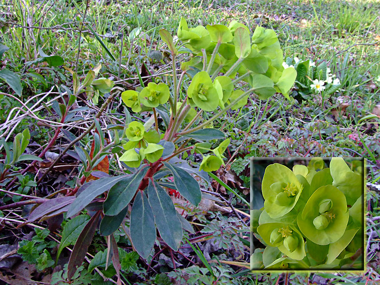 Euphorbia amygdaloides