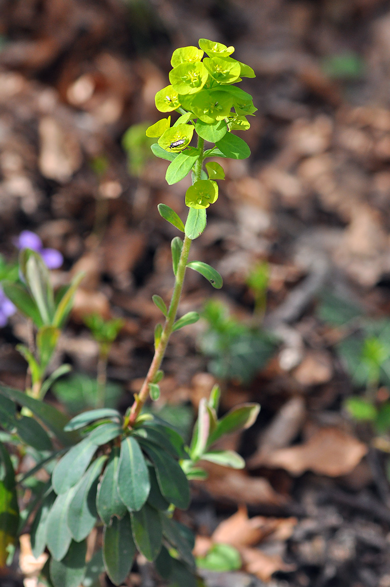 Euphorbia amygdaloides