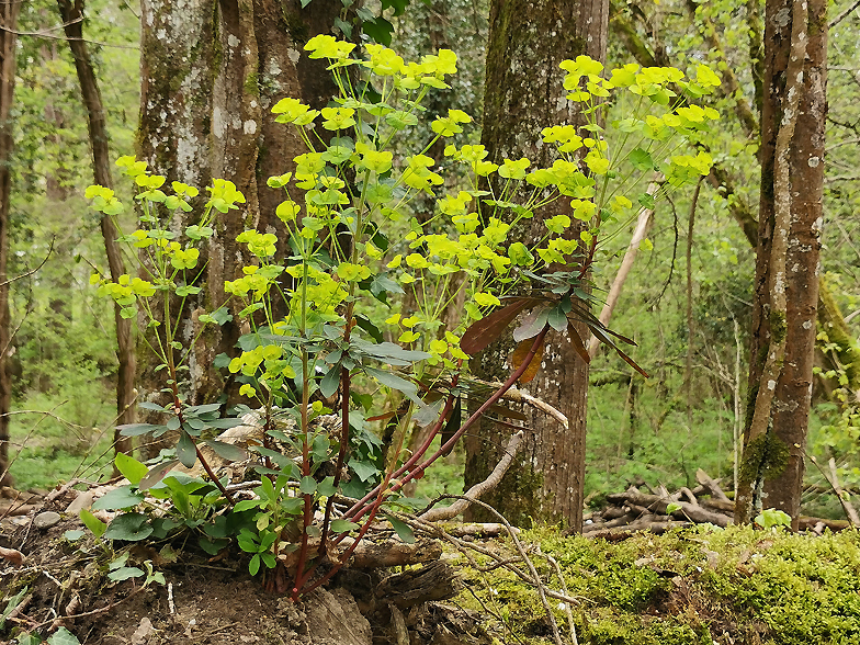 Euphorbia amygdaloides