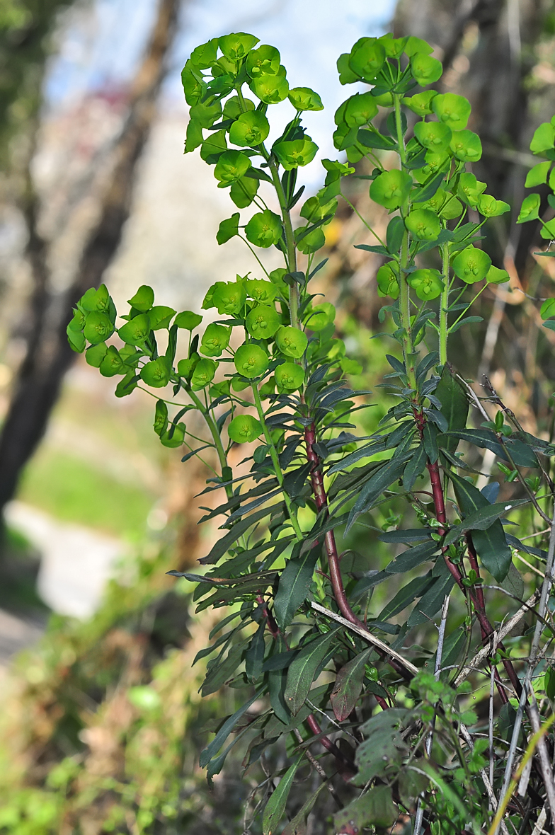 Euphorbia amygdaloides