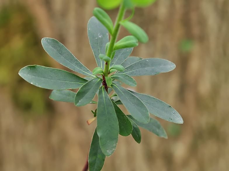 Euphorbia amygdaloides