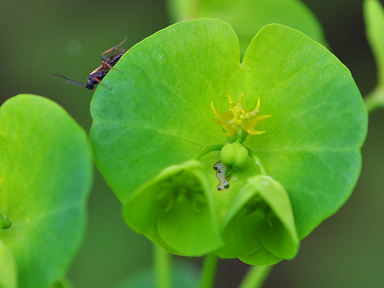 Euphorbia amygdaloides