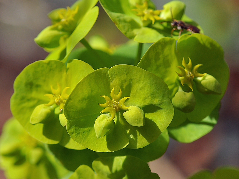 Euphorbia amygdaloides