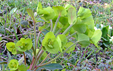 Euphorbia amygdaloides