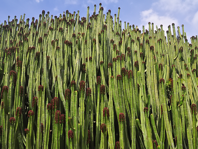 Euphorbia canariensis